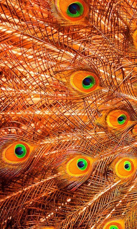 Peacock Feathers Live Wallpaper