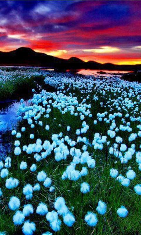 Nature Wallpapers