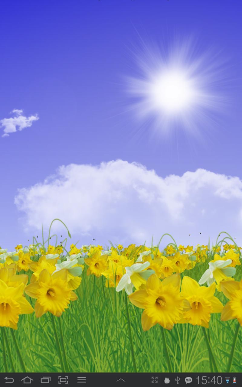 Daffodils Free