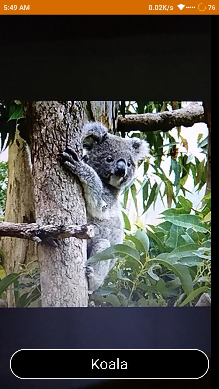 Animal Identify