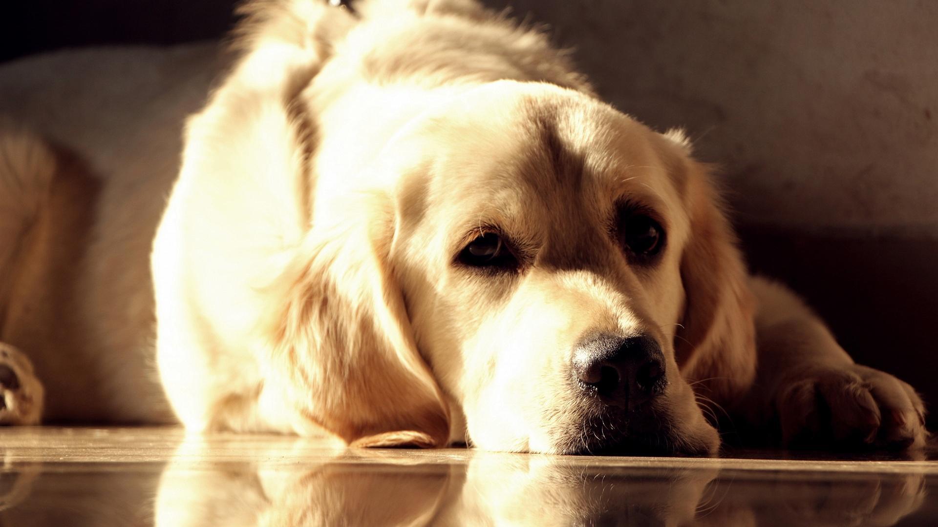 Labrador Dog Live Wallpaper