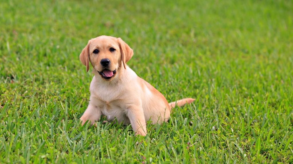 Labrador Dog Live Wallpaper