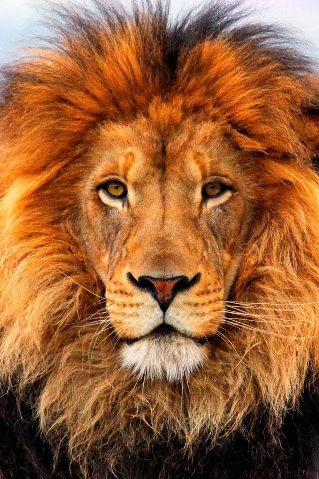 Lion Wallpaper