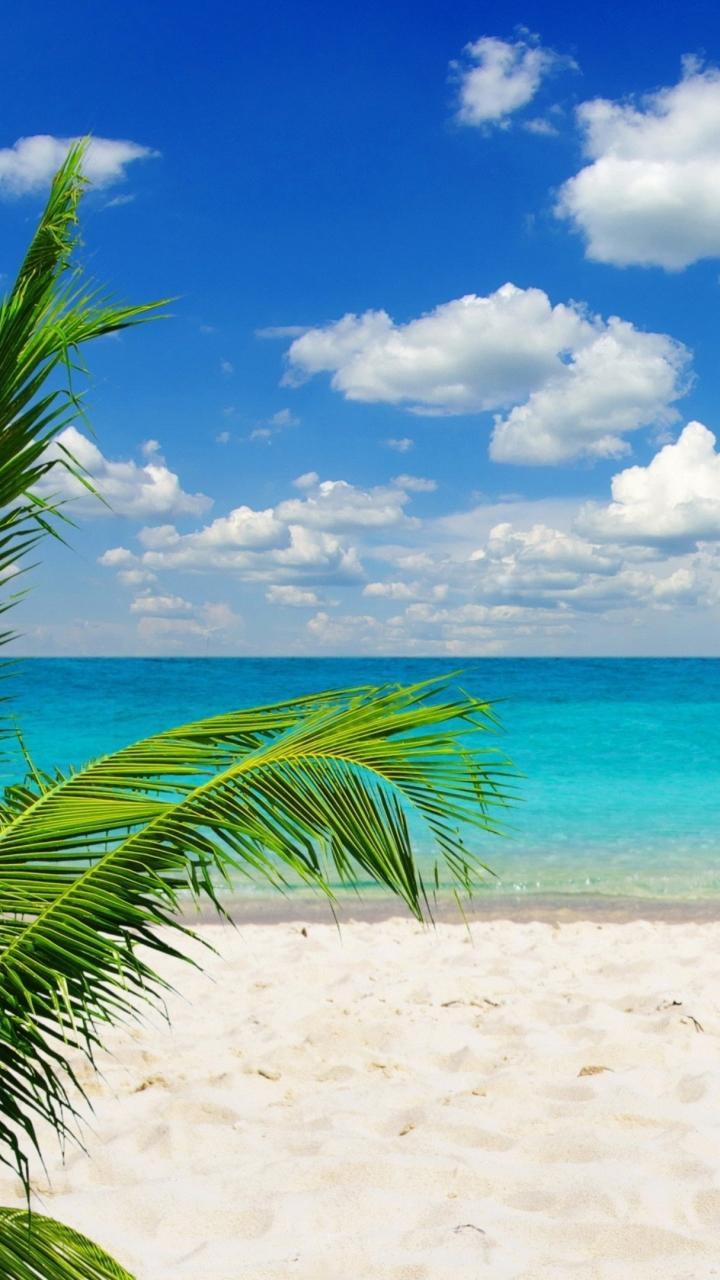Tropical HD Wallpapers