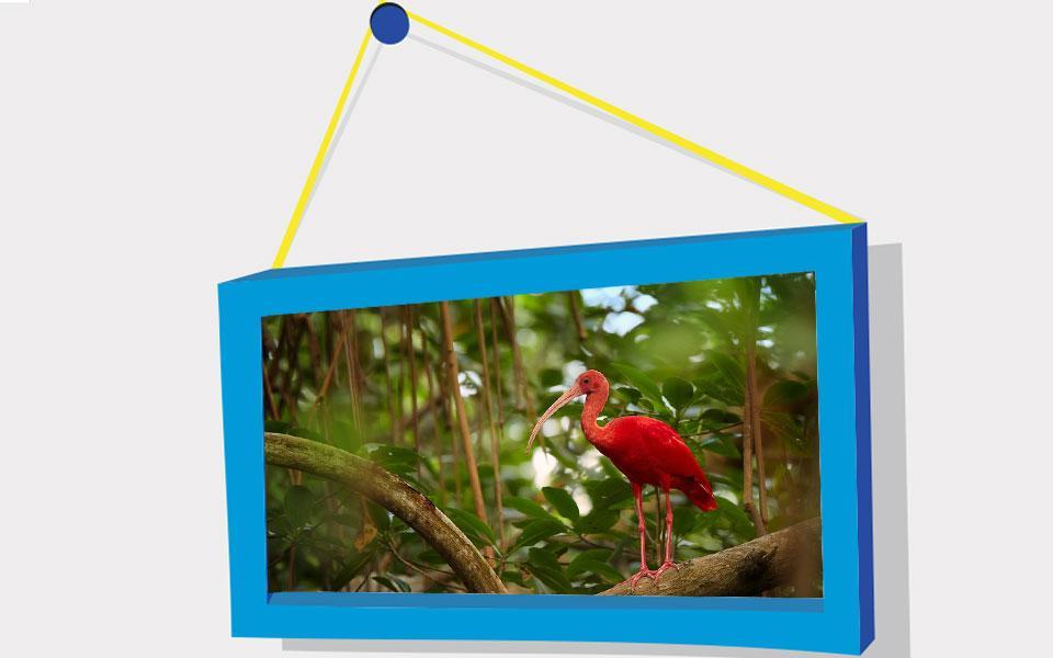 Picture Puzzle: Birds