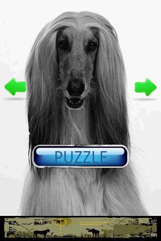 Dog Puzzle: Afghan Hound